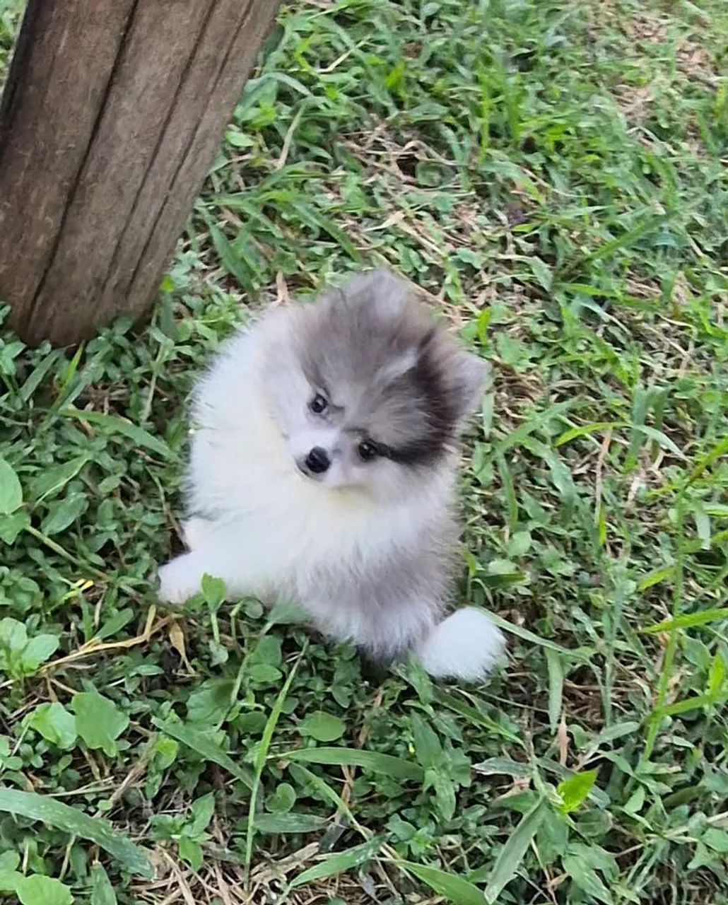 Macho spitz blue merle  - Foto 2