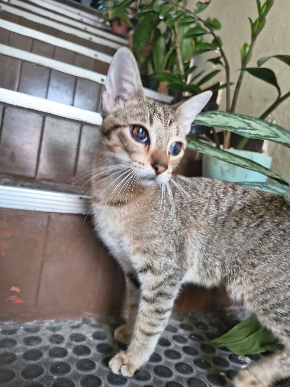 Adoção responsável - gata - Foto 5