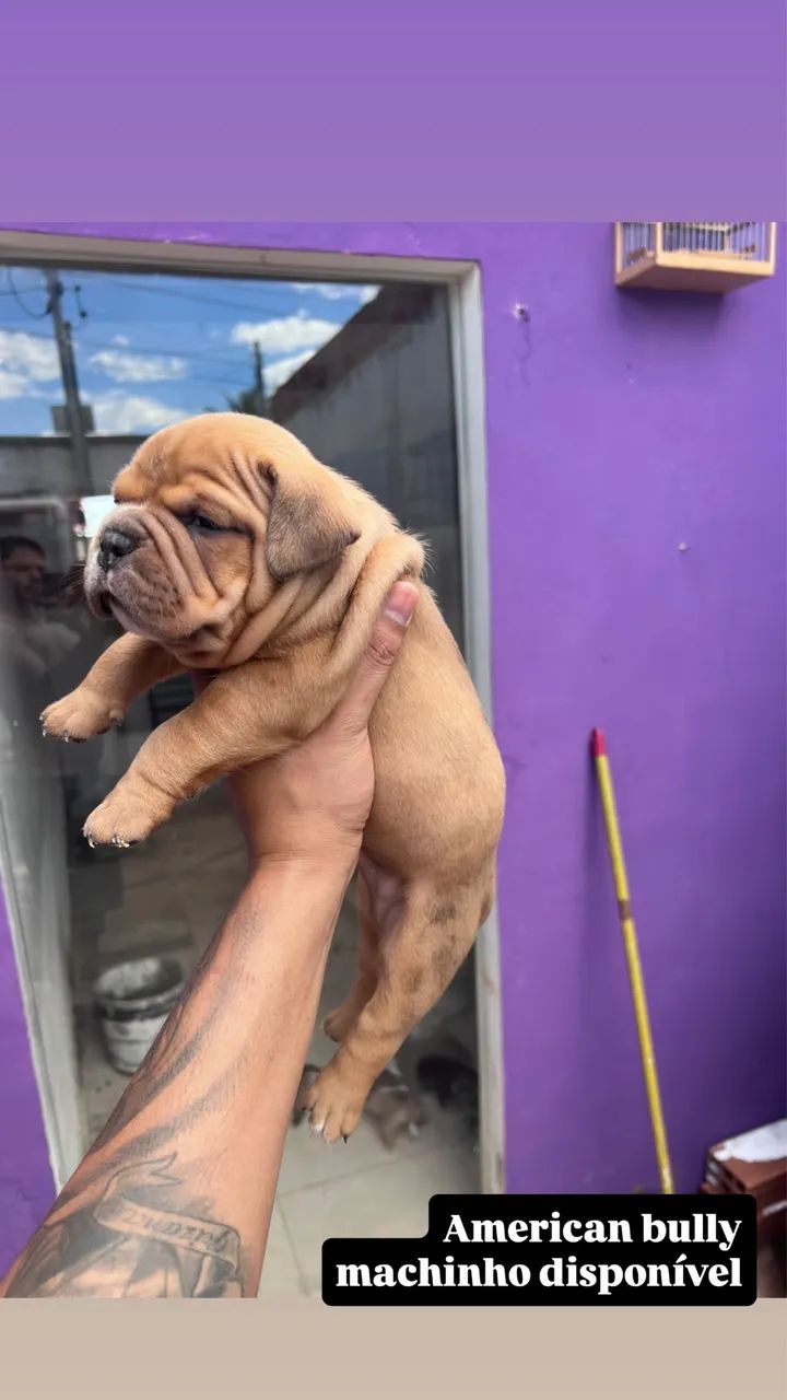 American bully original documentado