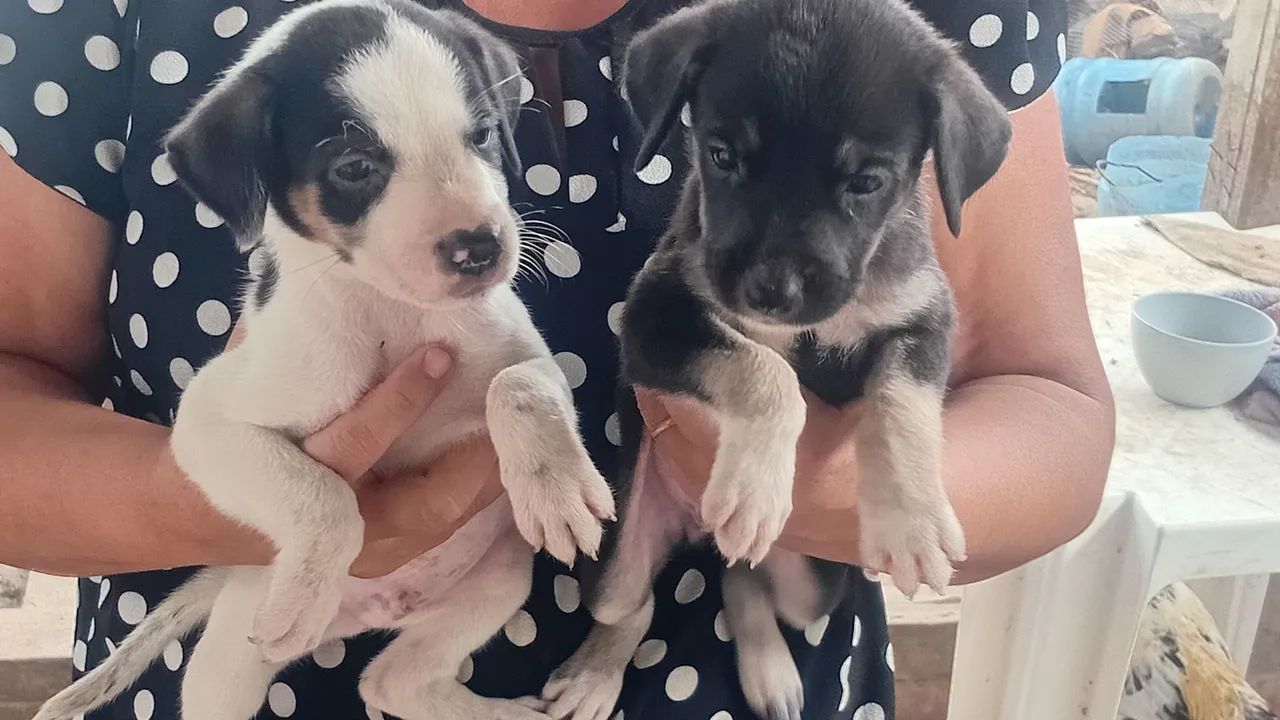 Adoção Conciente - Foto 3