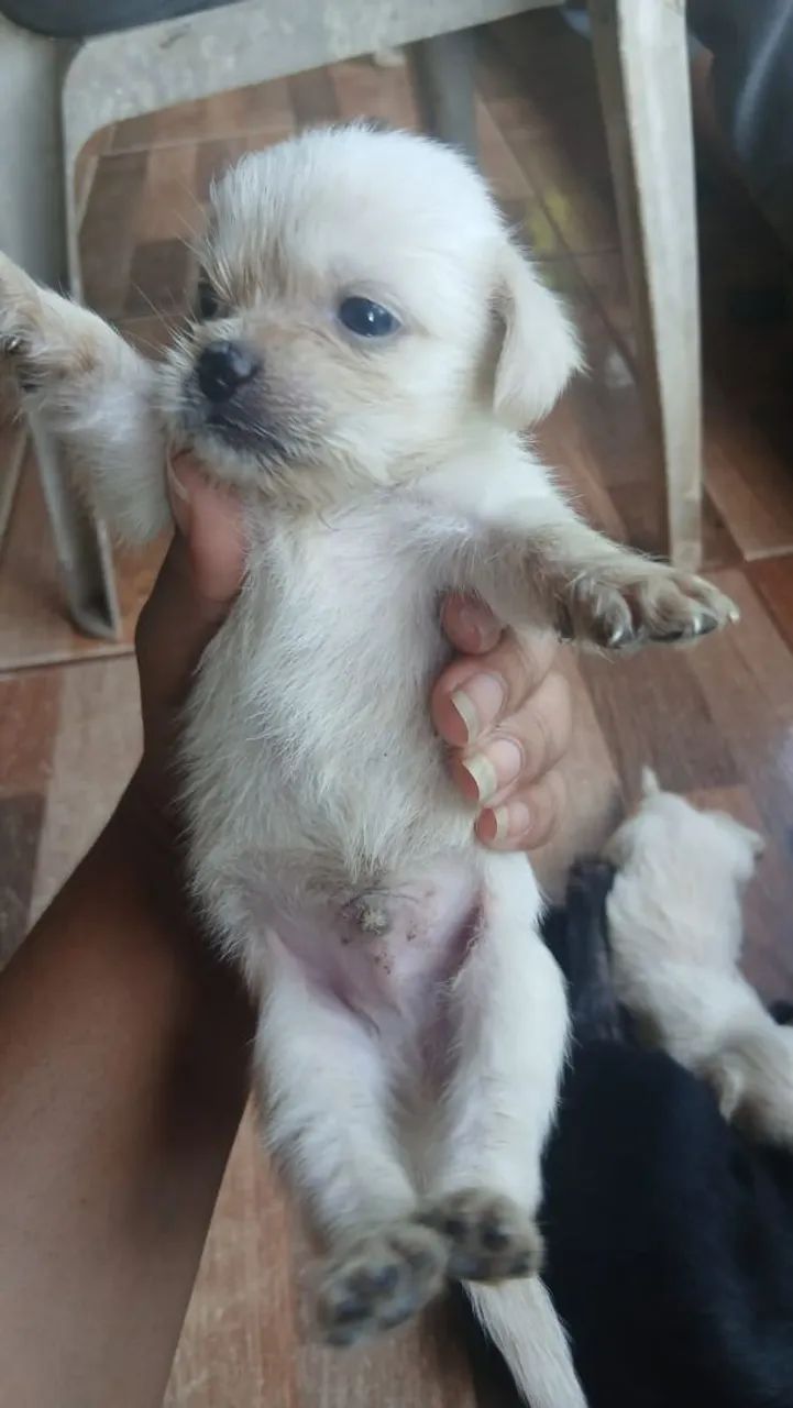Filhote porte pequeno! - Foto 4