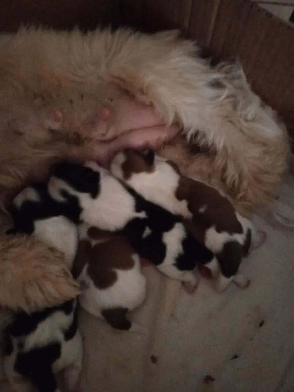 Shih Tzu Toy - Foto 4