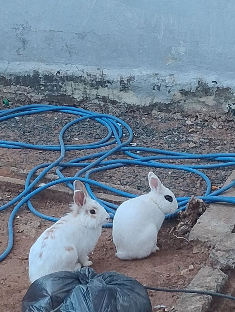 Coelhos - Foto 2
