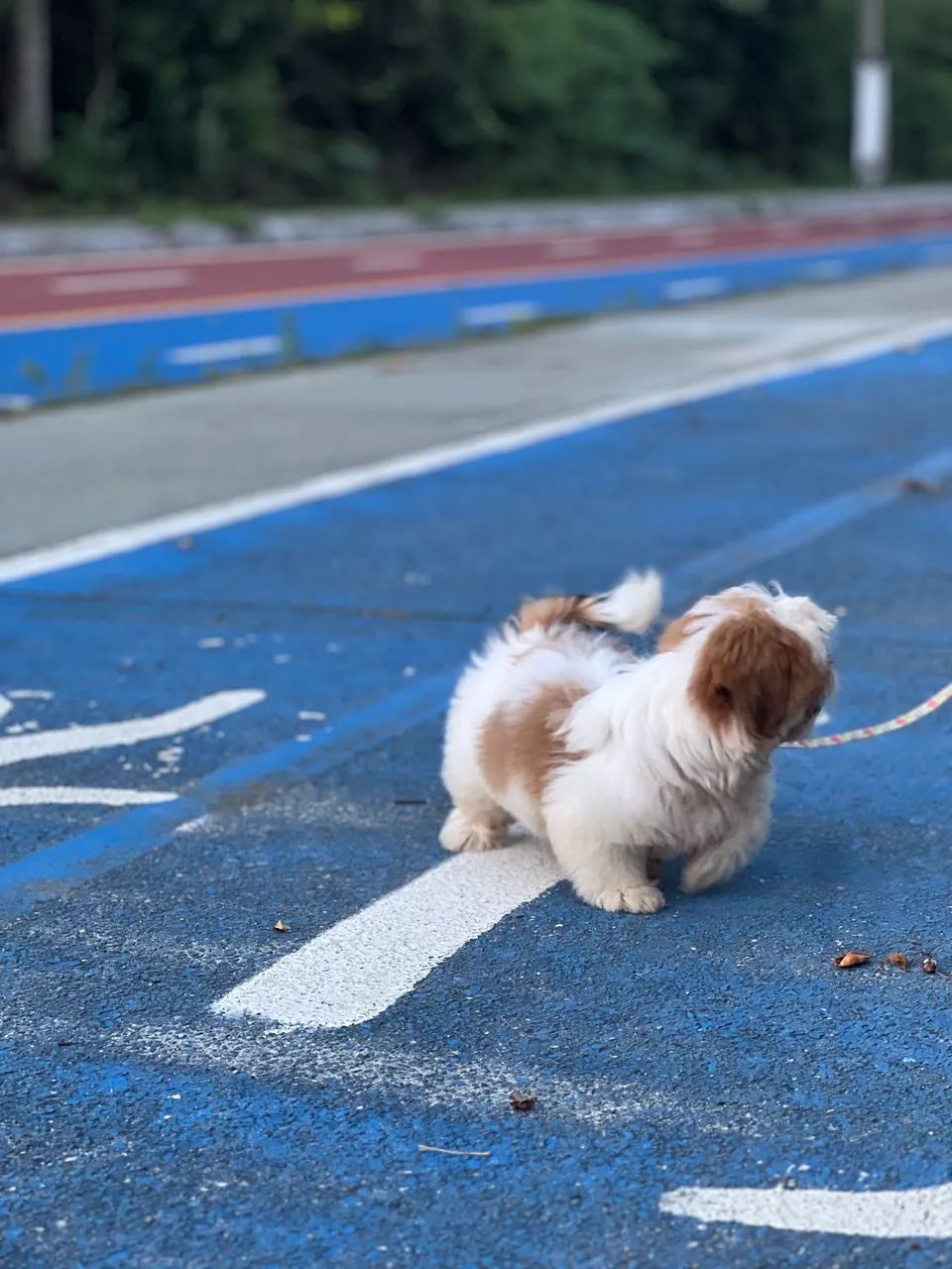 Cachorro  - Foto 4