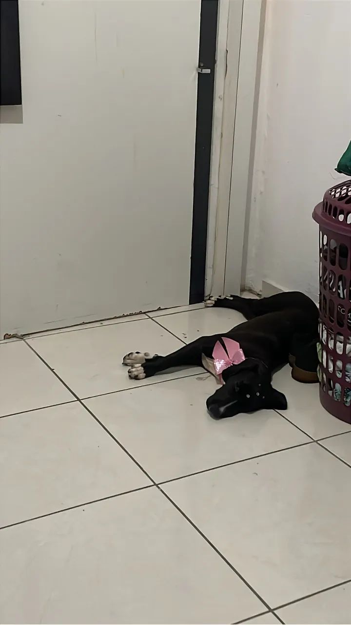 ADOÇÃO RESPONSÁVEL 