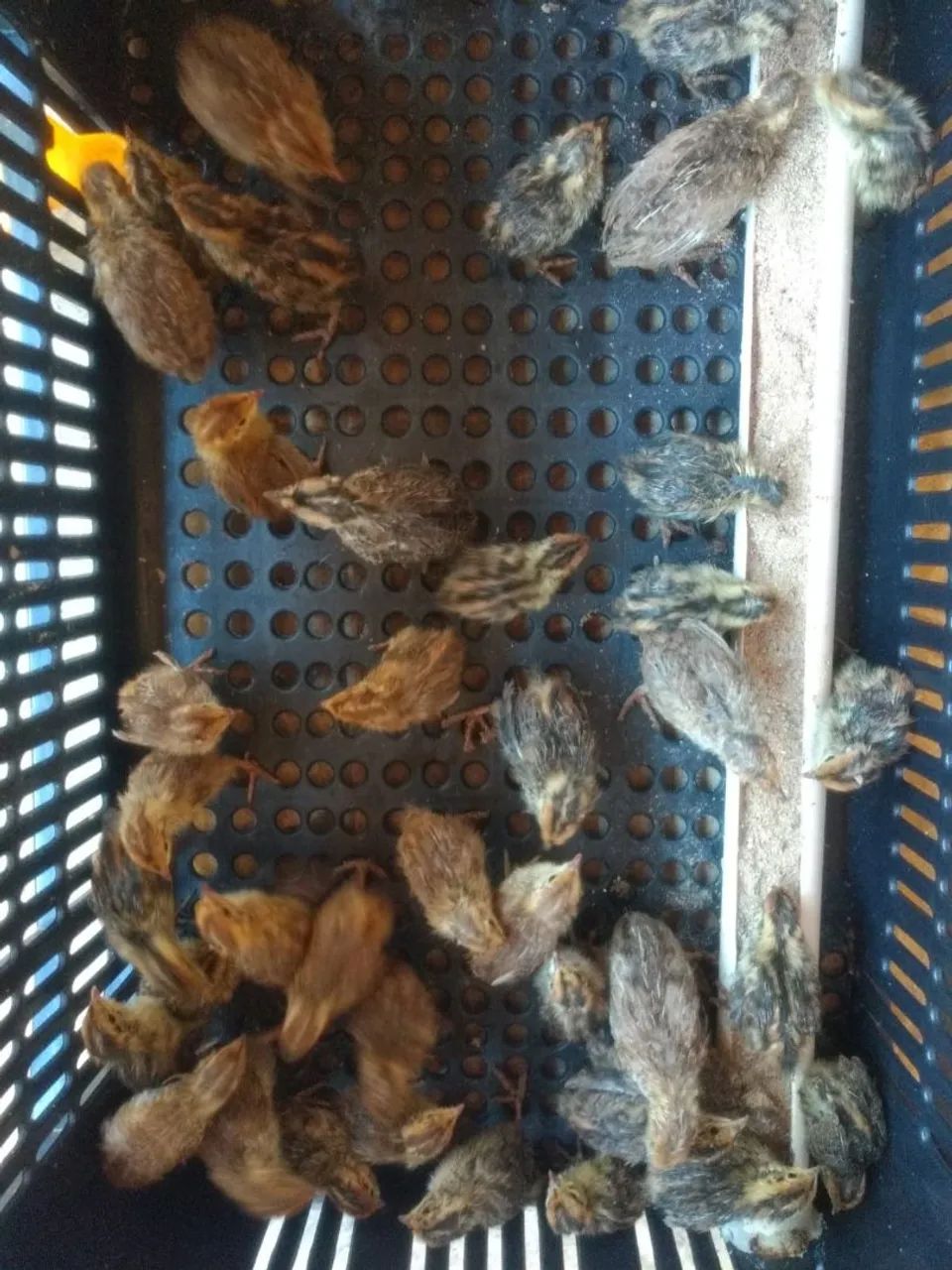 50 codornas com 15 dias de vida - Foto 2