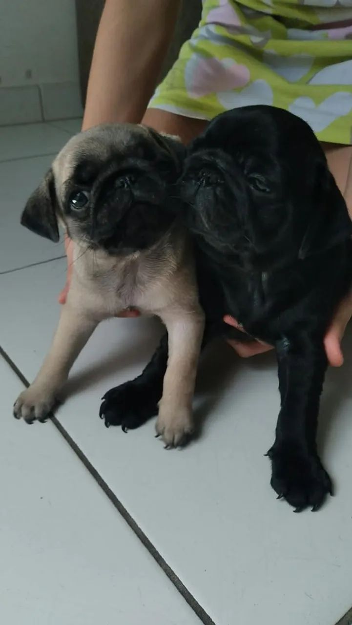 Animal pets - Foto 5