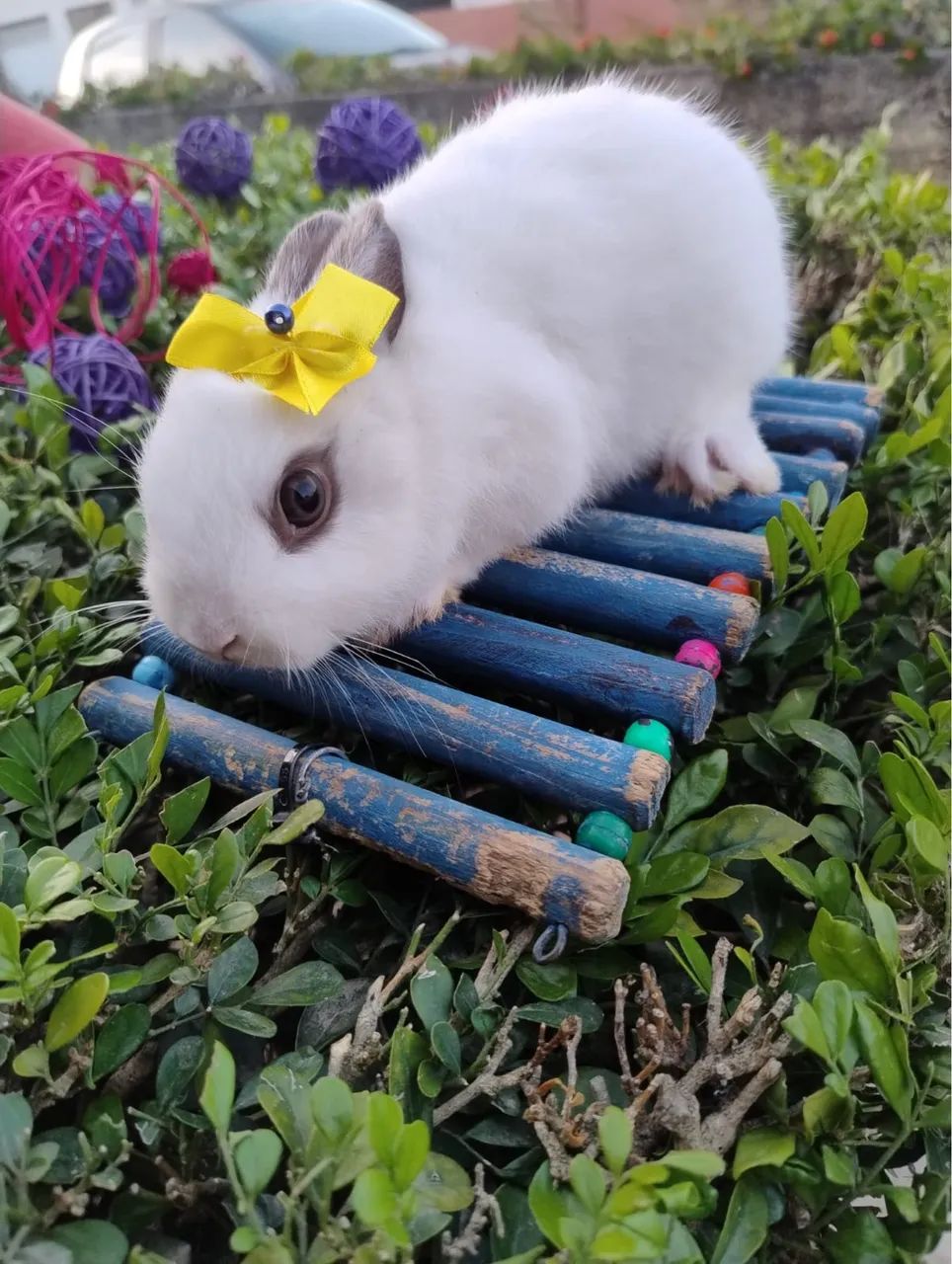 Coelho Netherland Anão - Importado - Foto 2