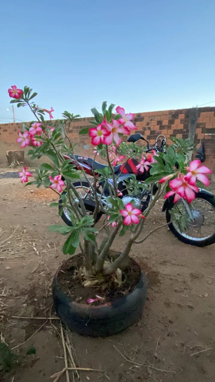 Rosa do Deserto  - Foto 2