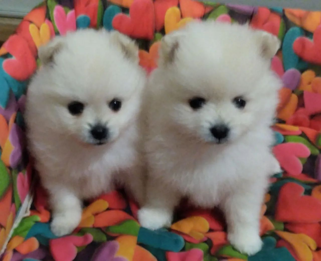 Spitz alemão/lulu da Pomerânia  - Foto 3