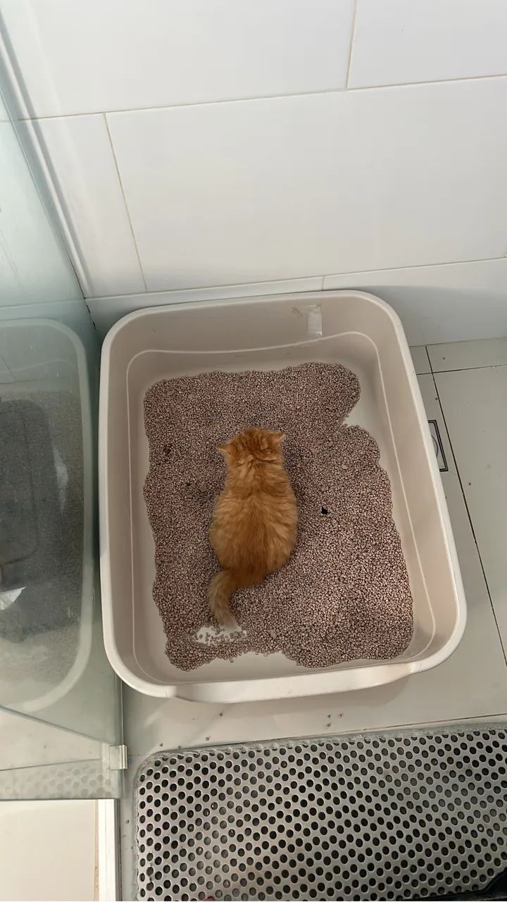 Gato persa  - Foto 3
