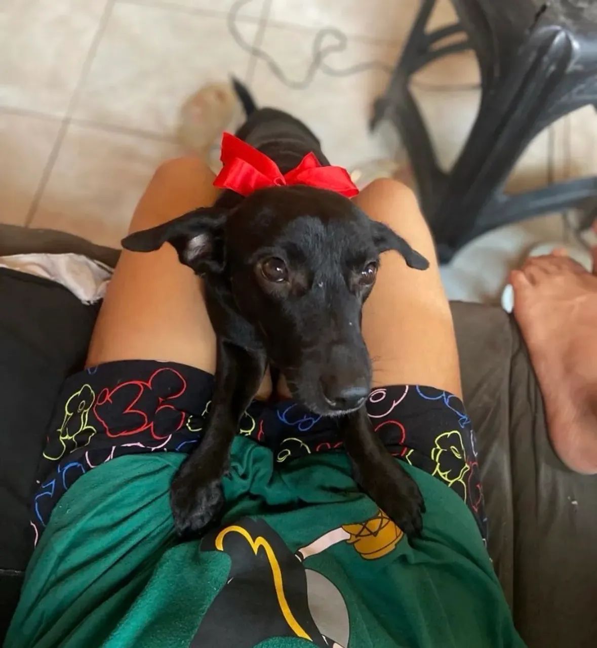Doação responsável- cão salsicha  - Foto 3