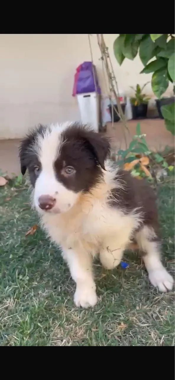 Cachorro  - Foto 2