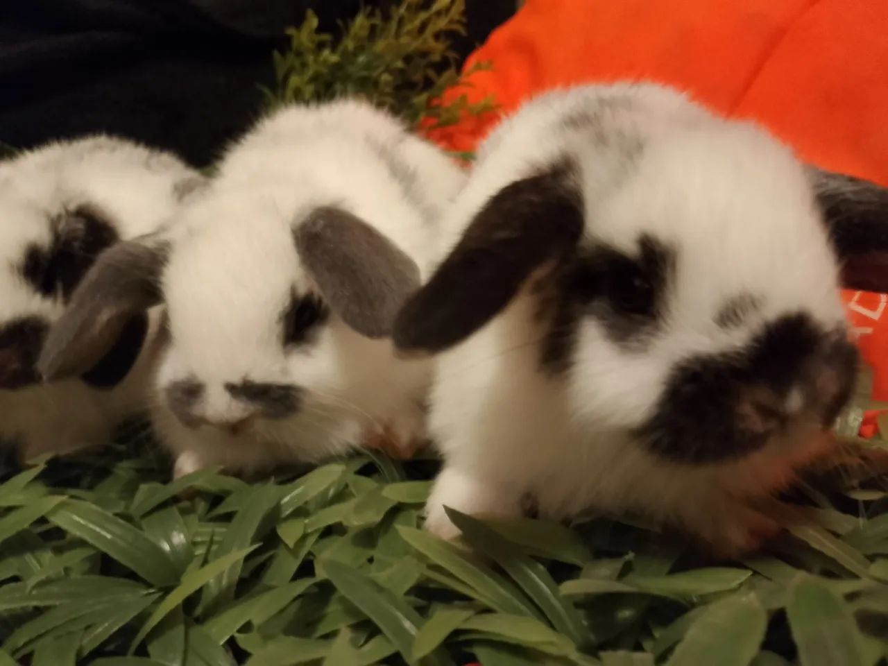 Mini lop uruguaio 
