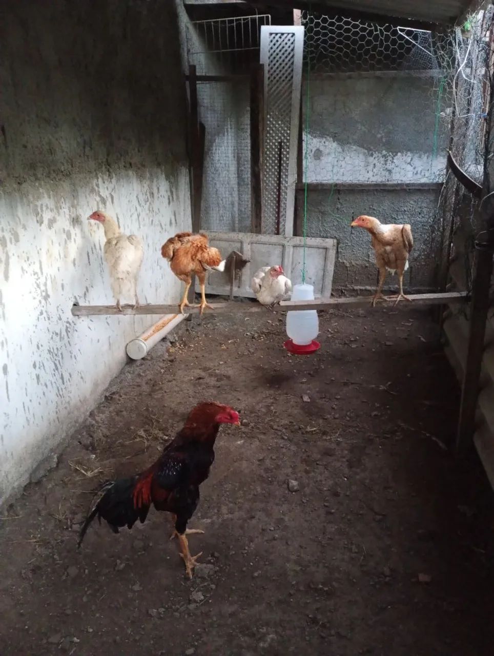 1 FRANGO E 4 FRANGAS DE RAÇA 
