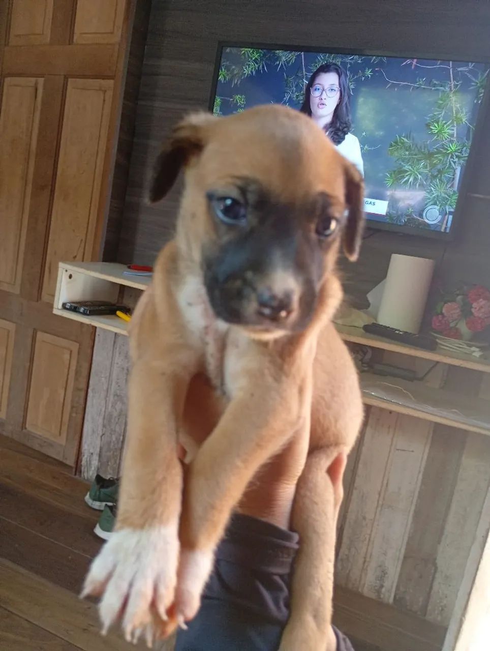 Filhote de cachorro para adoção  - Foto 4