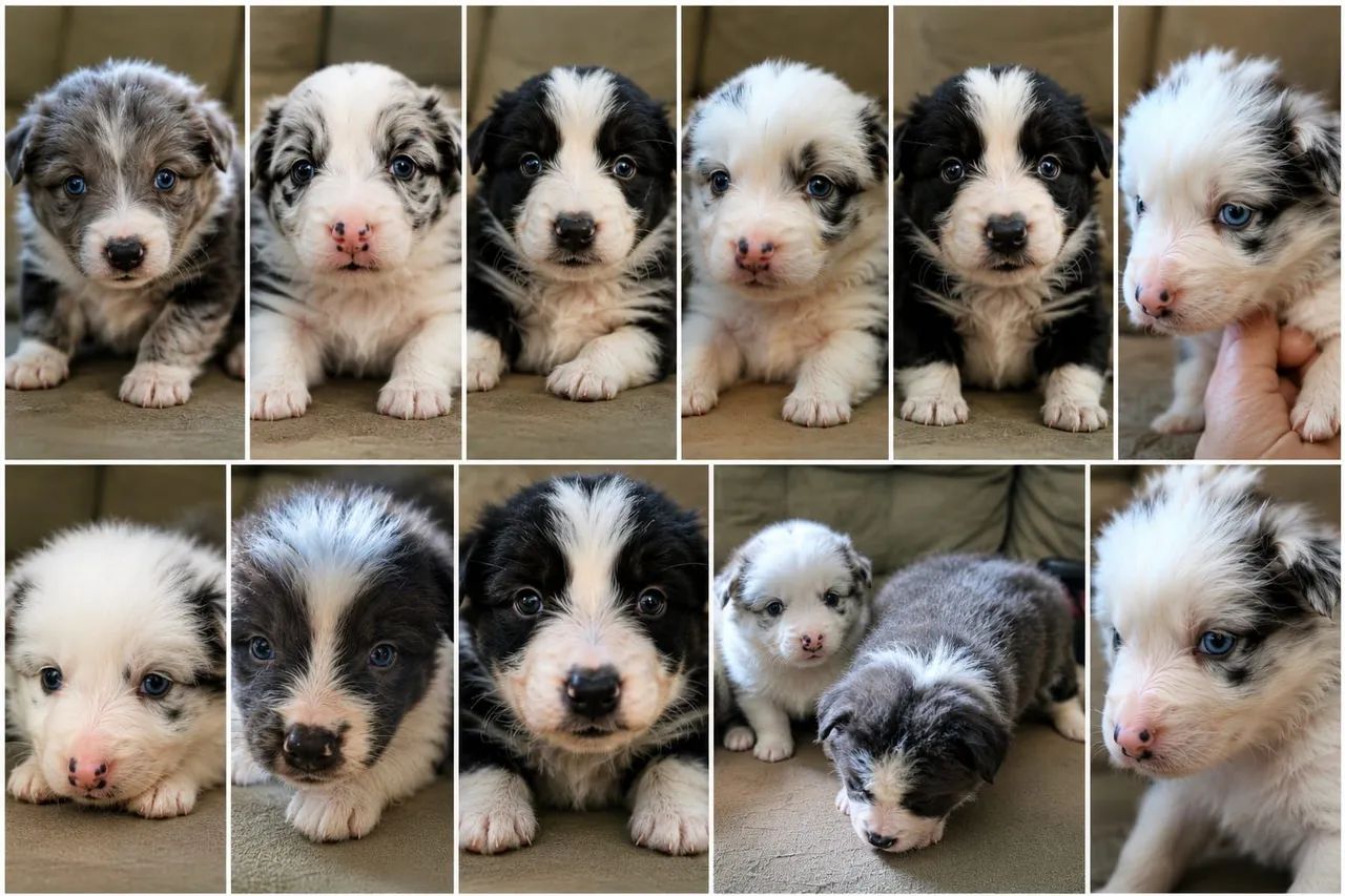 Filhote de border collie  - Foto 4