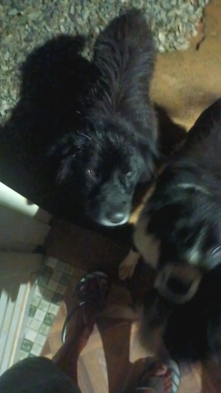 Estou doando essas 4 cadelas  - Foto 3