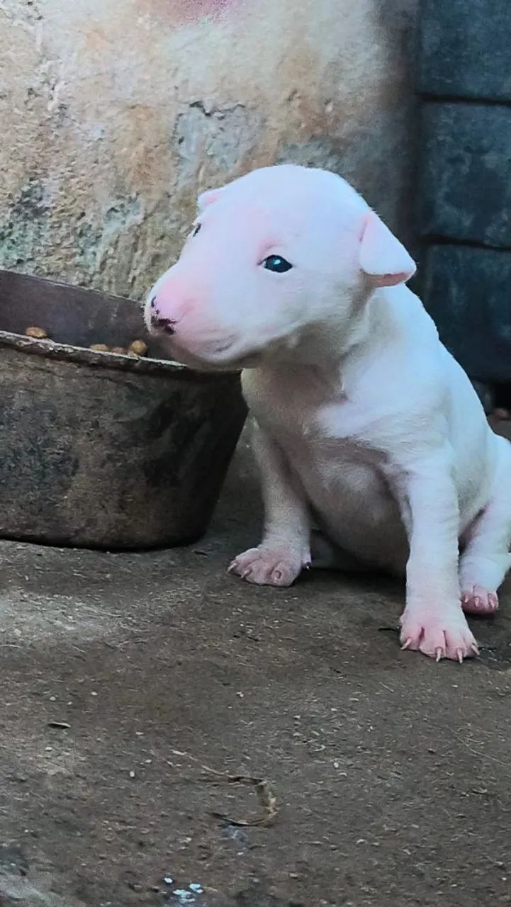 Bull terrier R$2500 - Foto 2