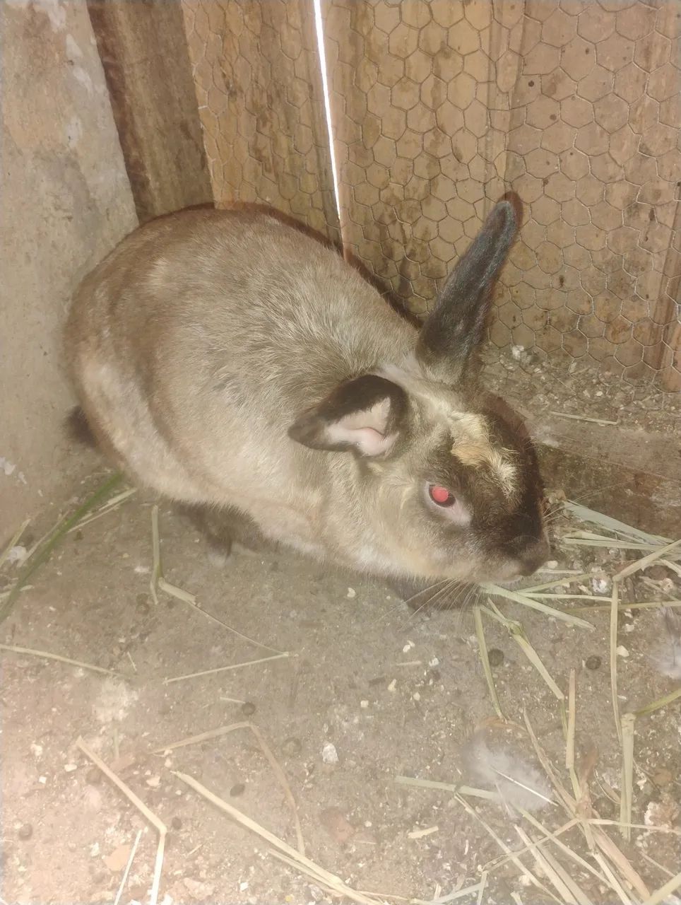 Coelho 65578343177987123