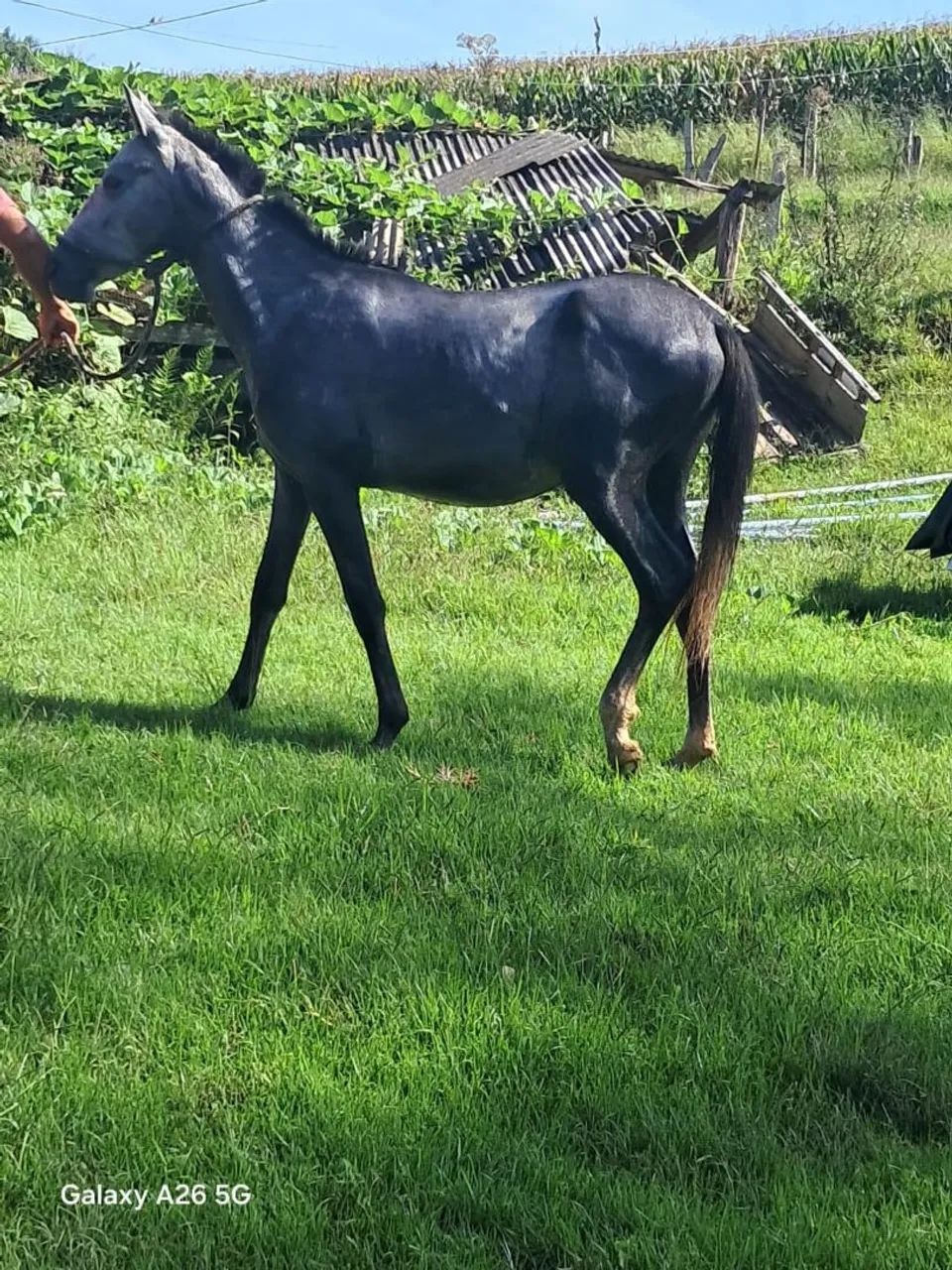 Cavalinho inteiro  - Foto 5