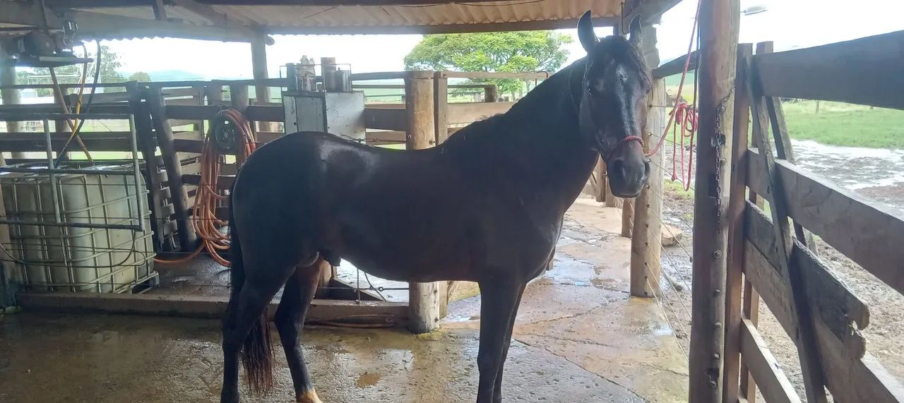 Cavalo Manga larga, marcha picada  - Foto 2