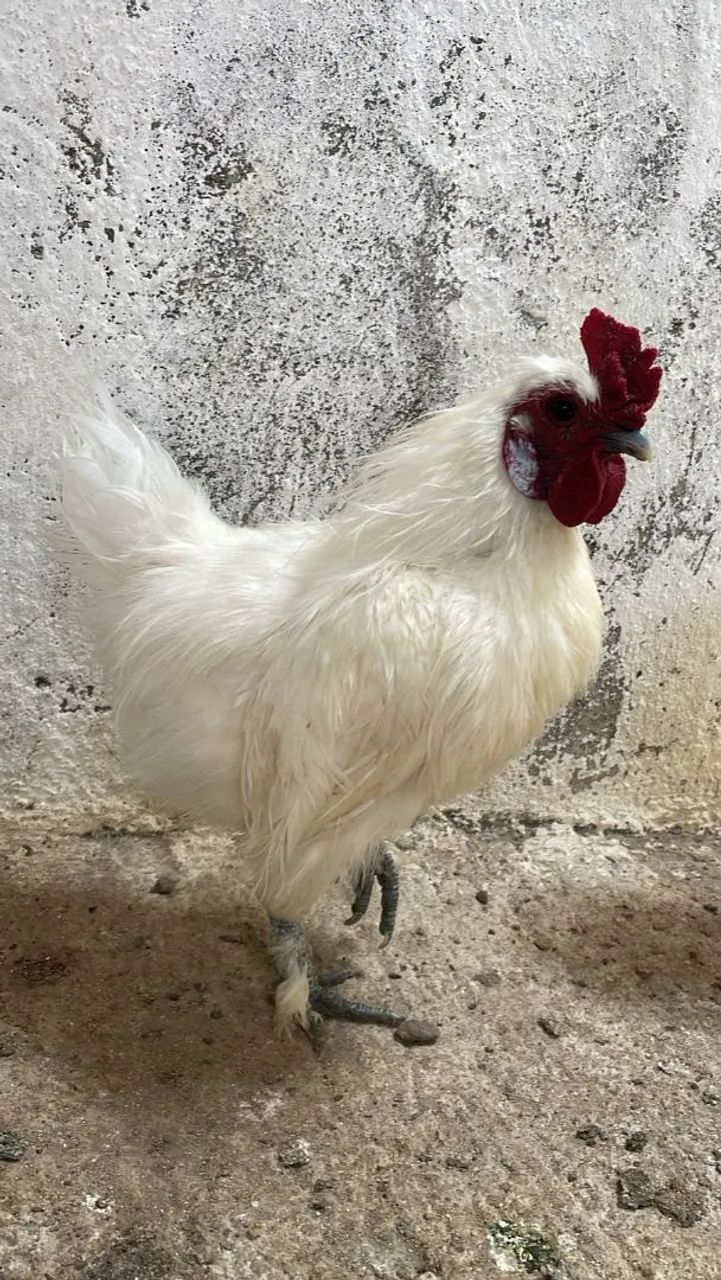 Galinha Sedosa - Foto 2