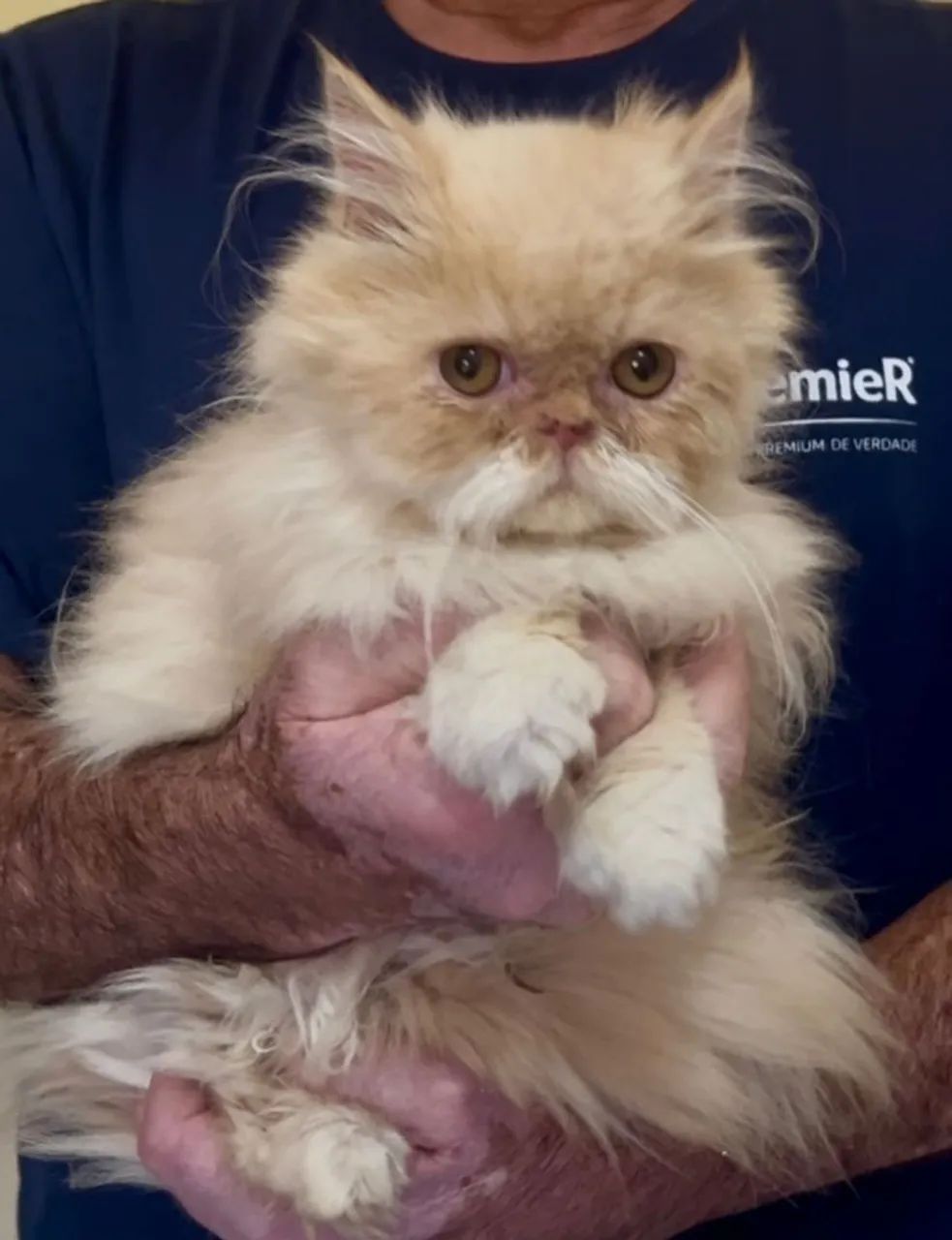 Gato Persa | Disponível!