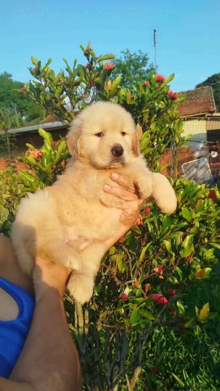 Golden Retriever  - Foto 2