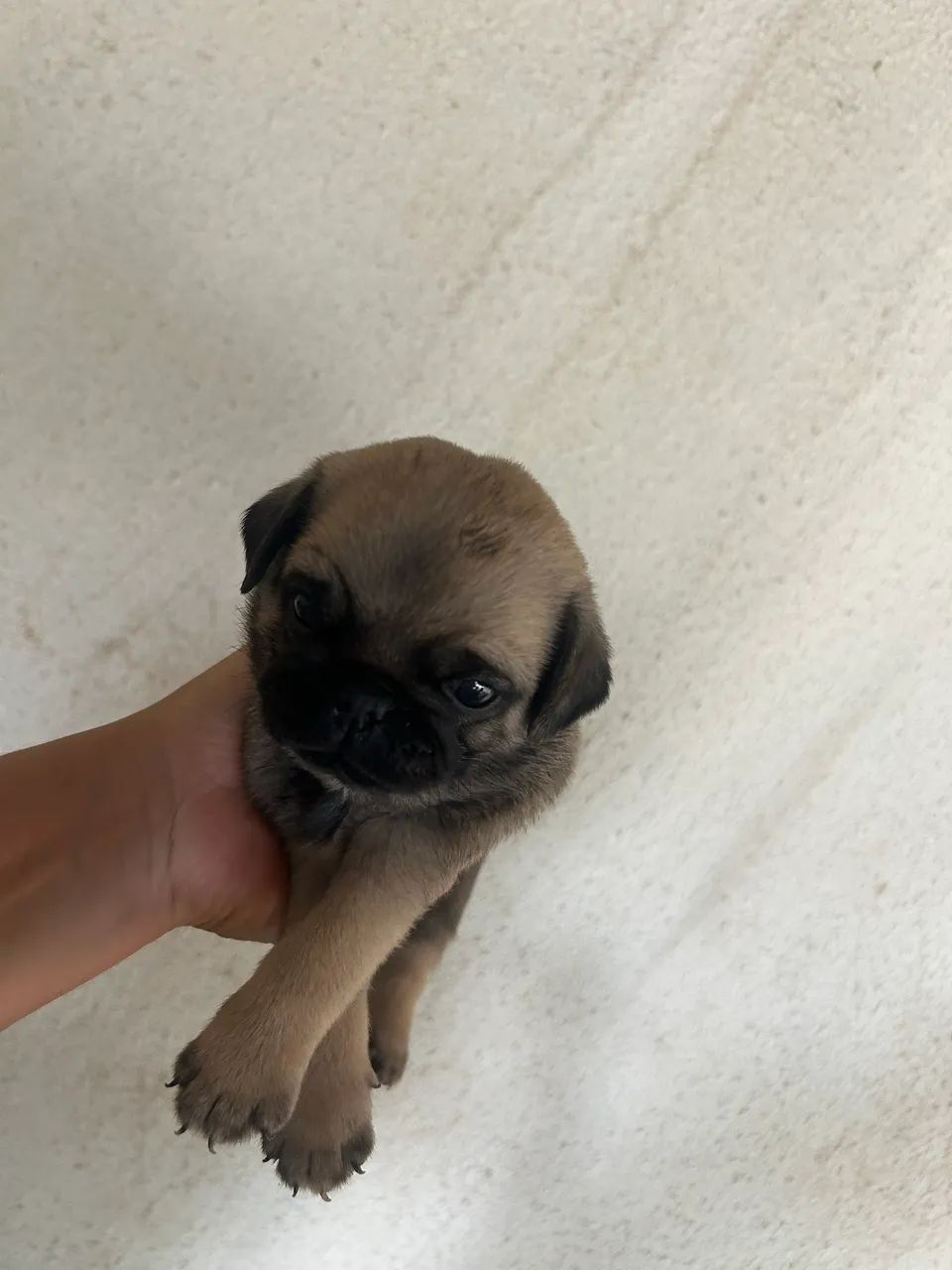 Pug - Foto 2