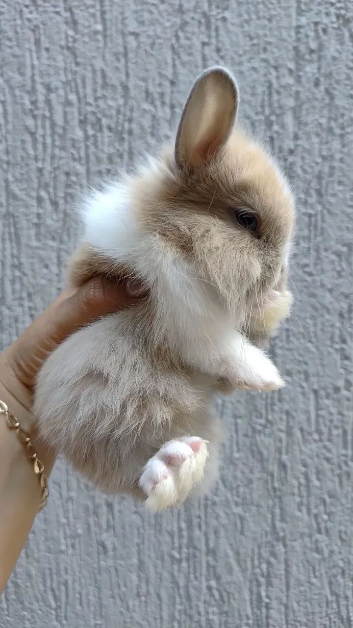 Filhotes coelhos Mini Lion - Foto 4