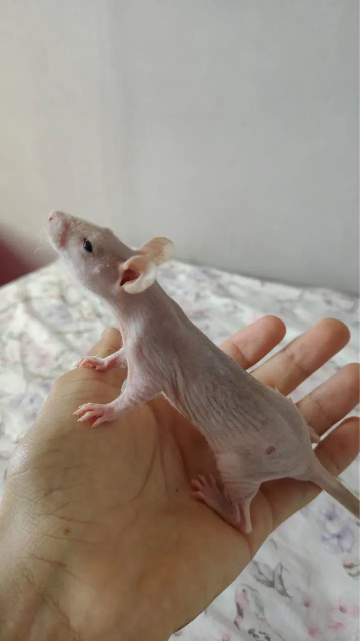 Rato Twister hairless - Foto 3