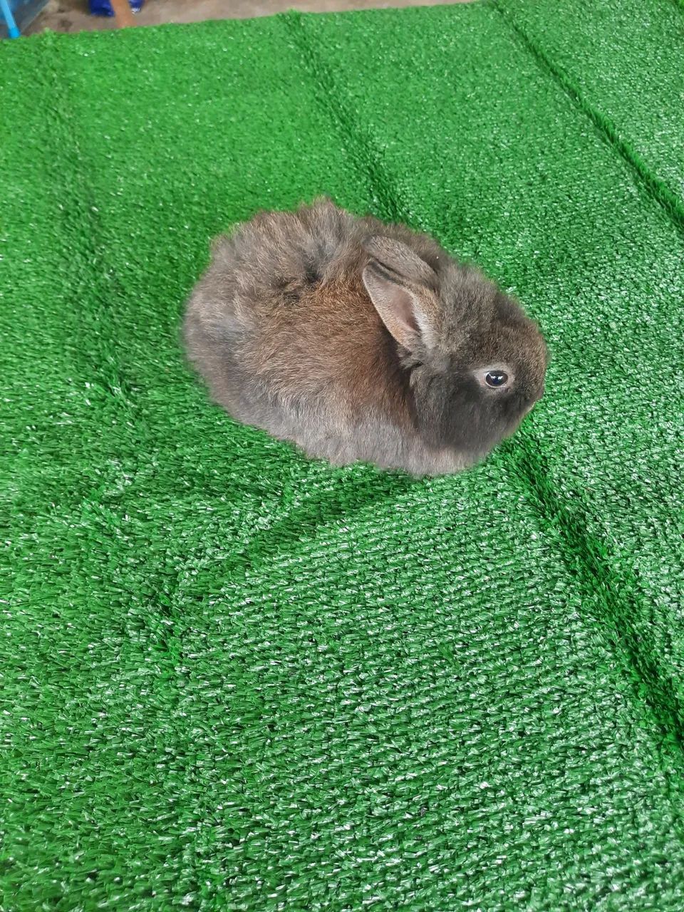 Mini coelho mini lion - Foto 4