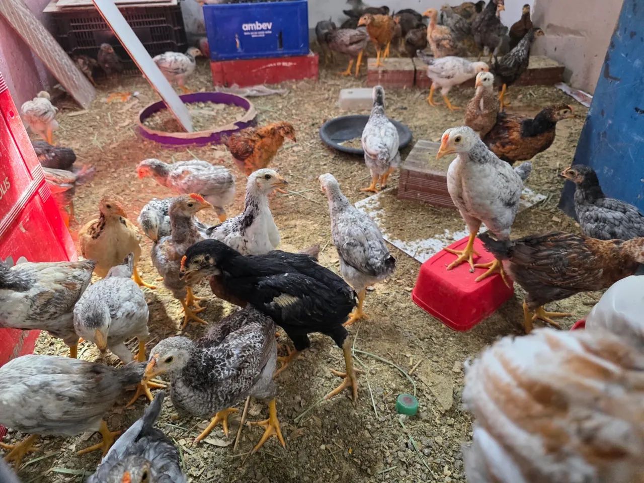Franguinho CCR BK (Charrua) apartir de 10 unidade  - Foto 4