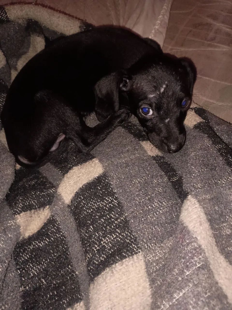 Cachorro 
