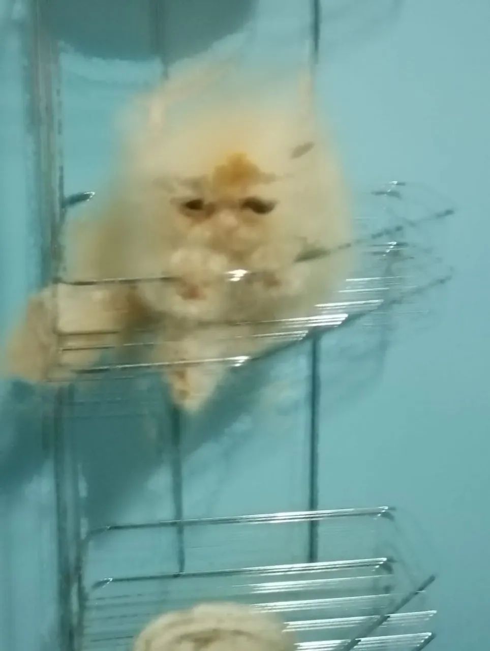Gato persa macho com 50 dias pai e mãe puros - Foto 5