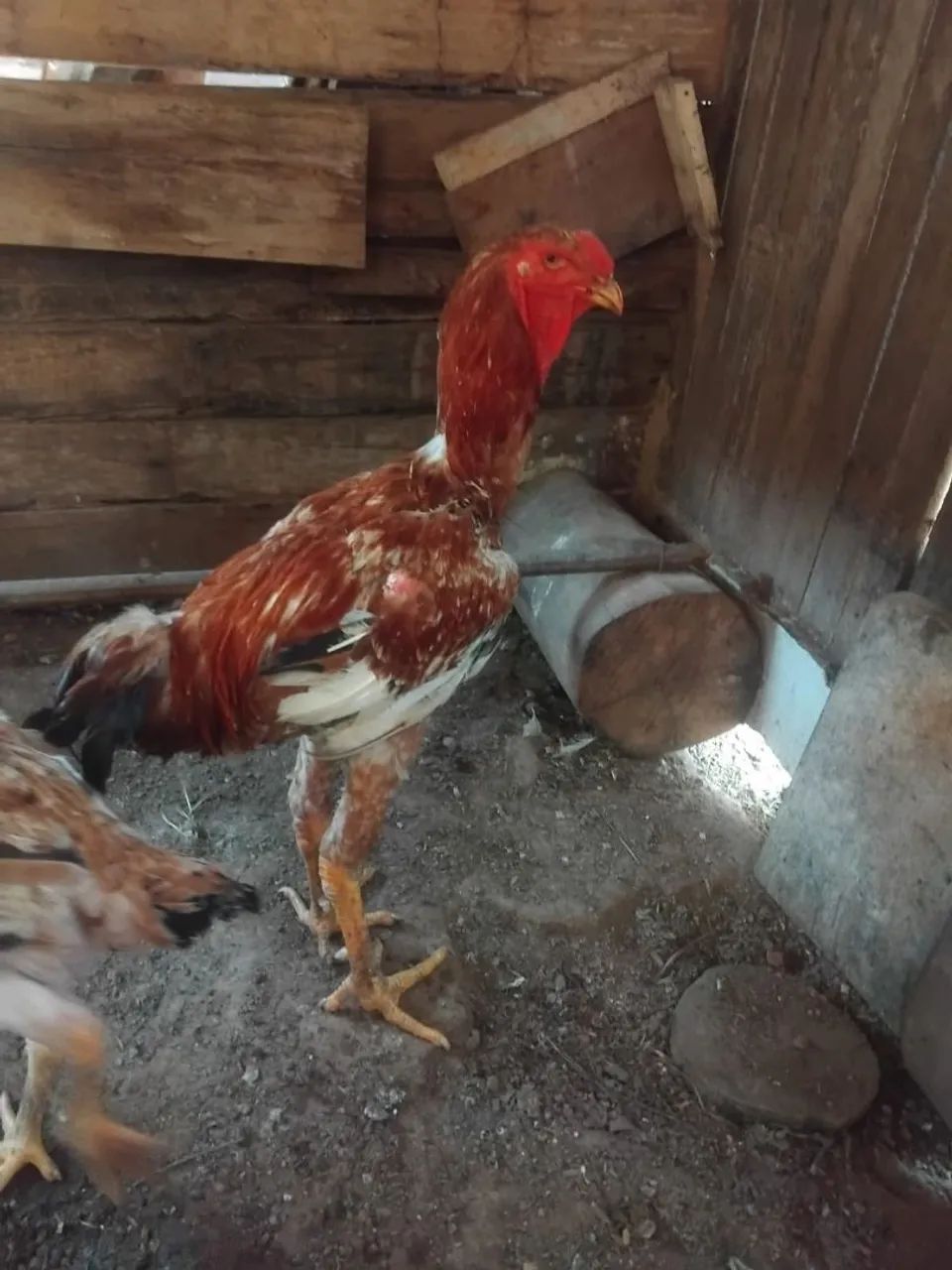 Galo e Galinhas Índio Gigante 