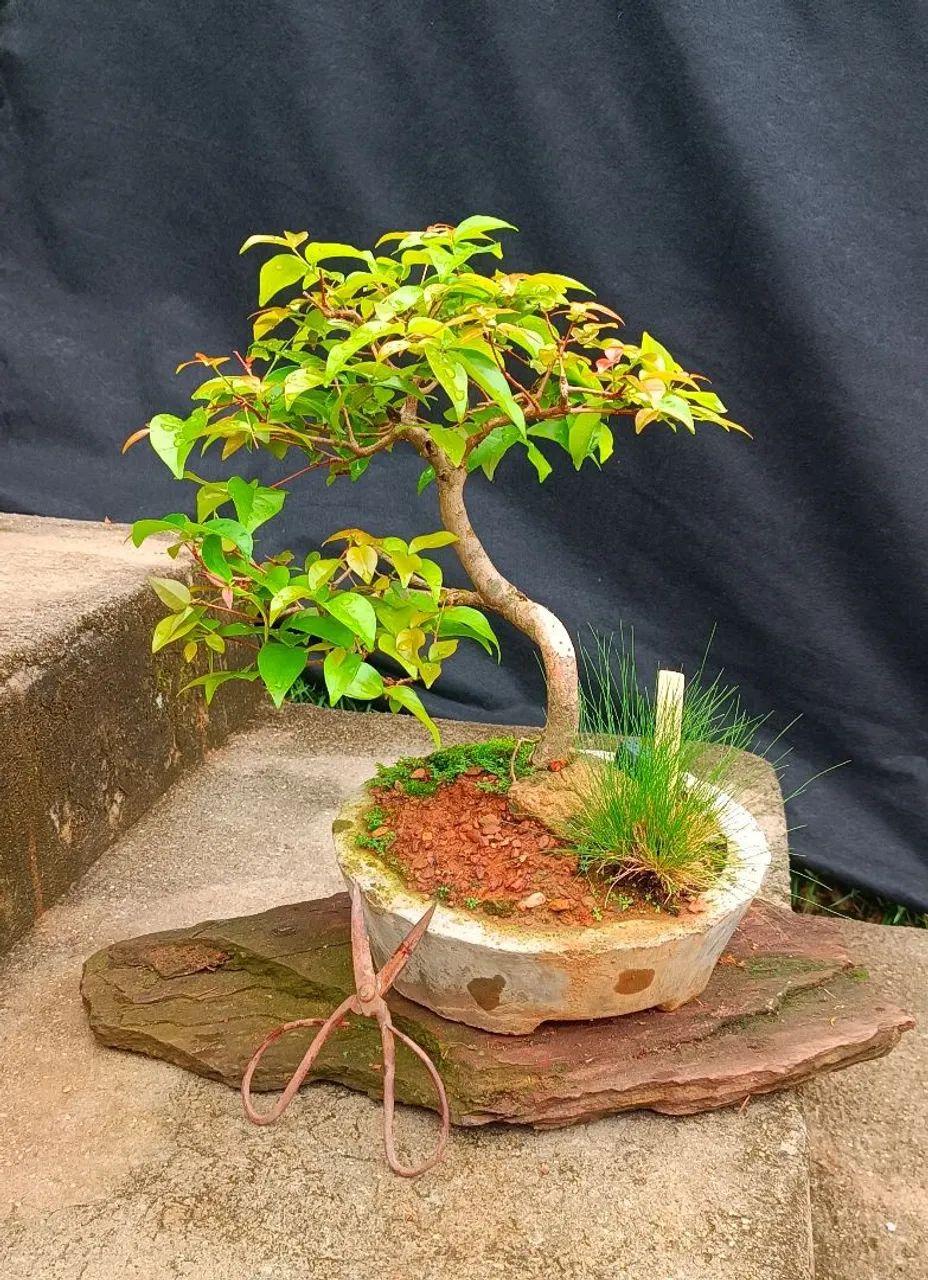 Bonsai pitanga  - Foto 2