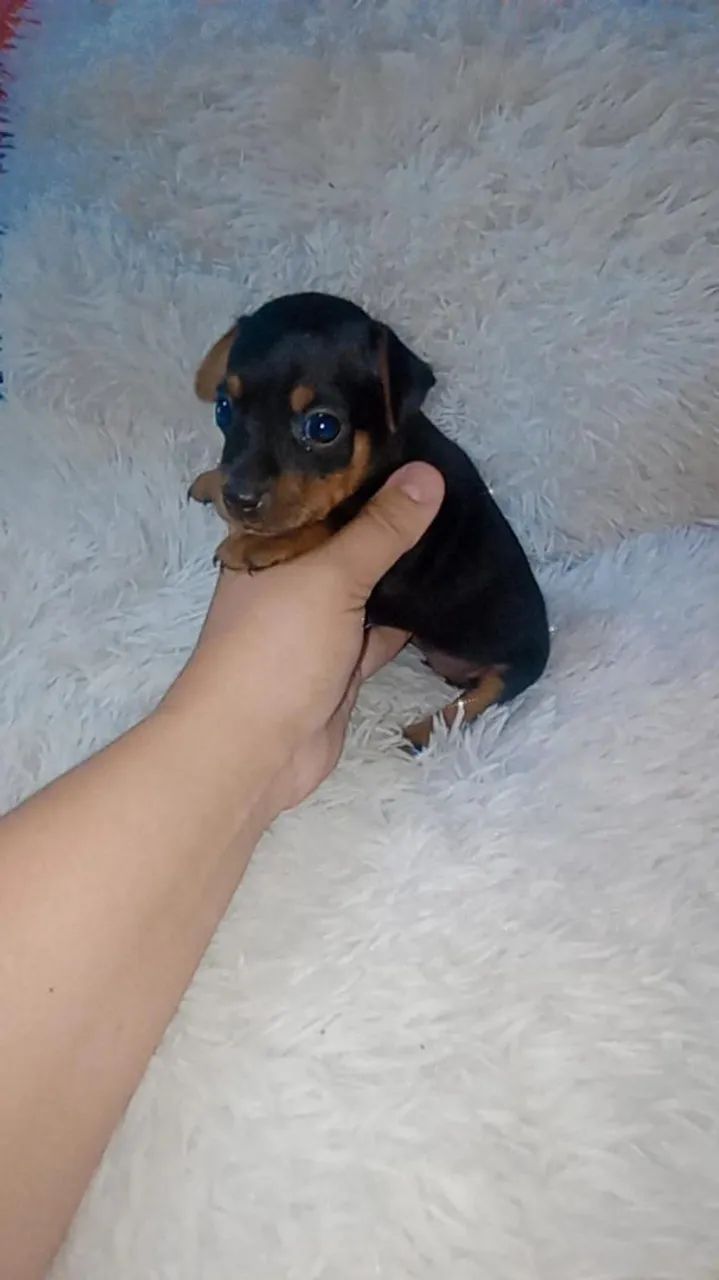 Pinscher zerinho  (  fêmea) - Foto 2