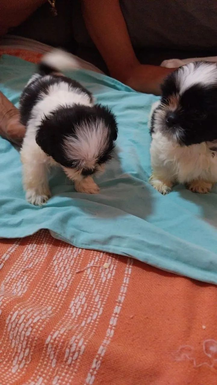 Cachorro  Shih tzu 