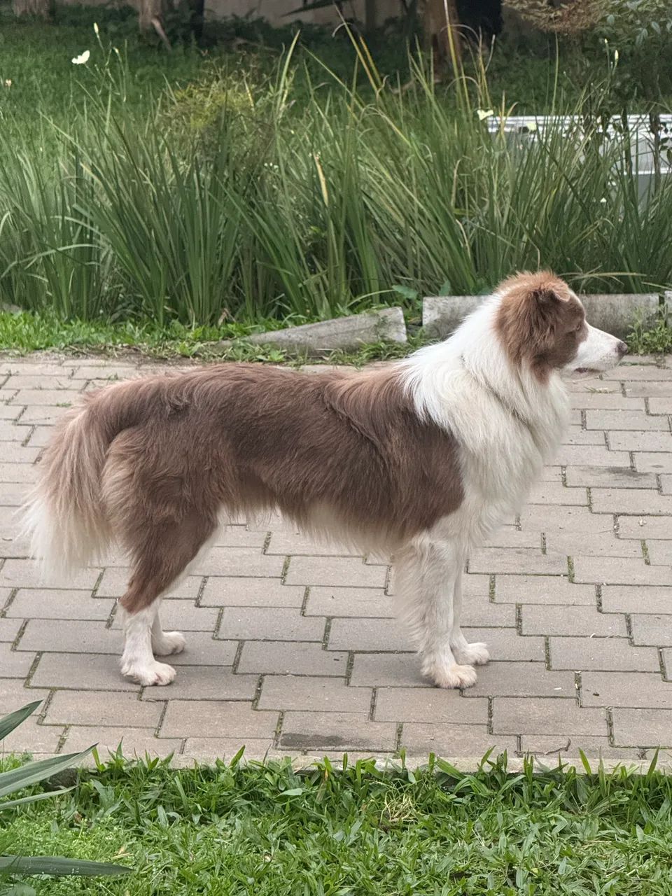 Filhotes de border collie com pedigree  - Foto 2