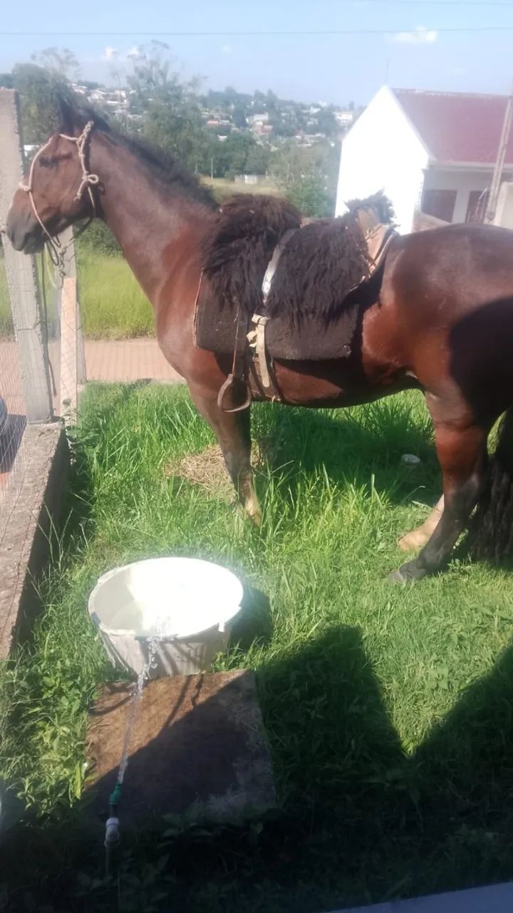 Cavalo Crioulo Colorado - Foto 2