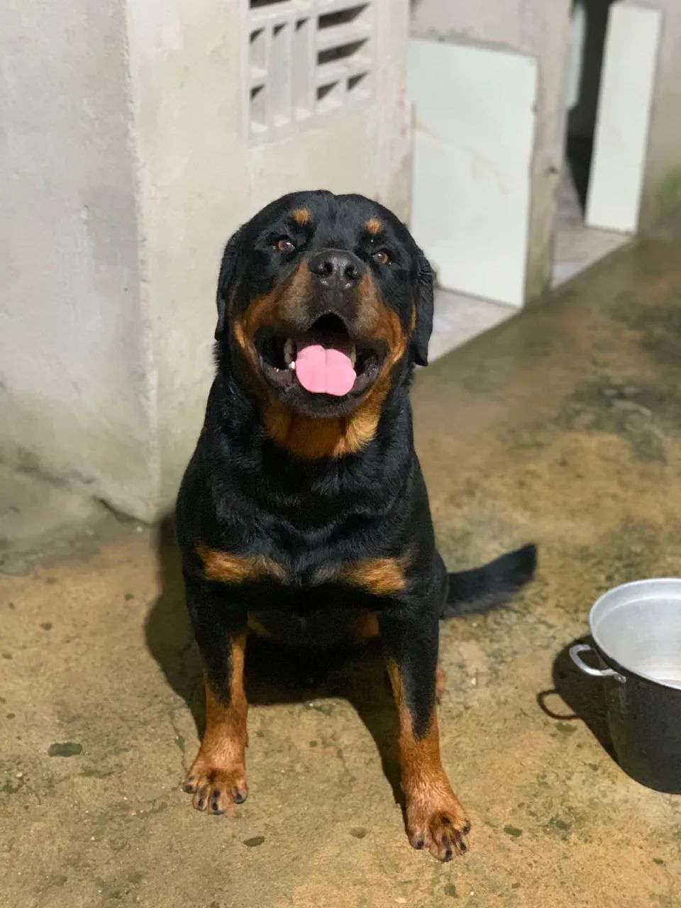 Rotweiller macho - Foto 3