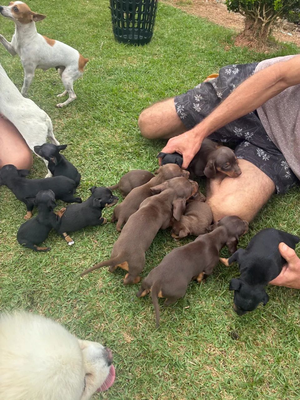 Salsicha  - Foto 2