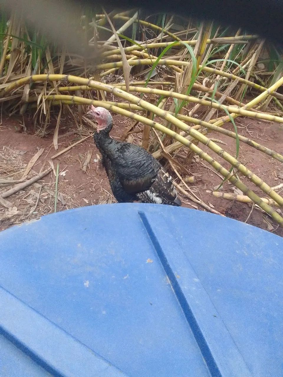 Perú macho  - Foto 4