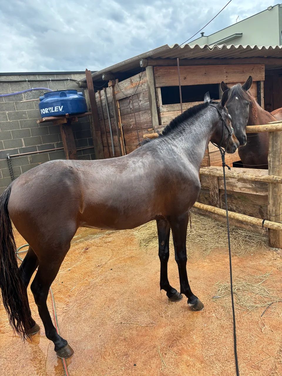 Cavalo 