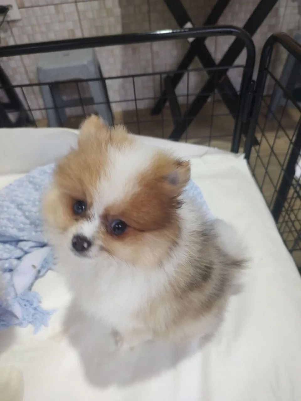 Spitz alemão anão  - Foto 3