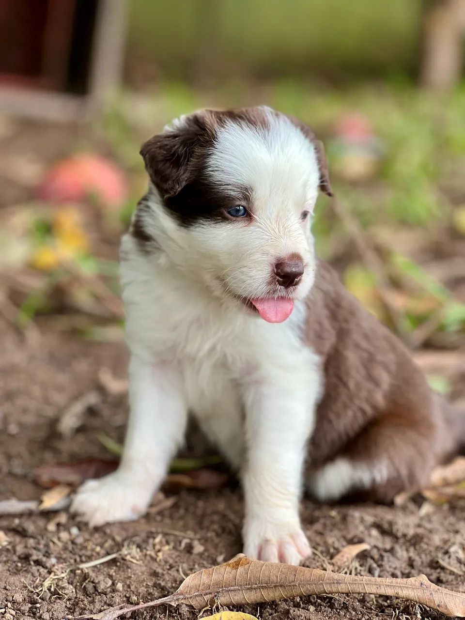 FILHOTES DE BORDER COLLIE - 03 MACHOS DISPONÍVEIS