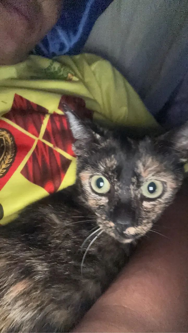 Doação de gatinha com 6 filhotes  - Foto 2