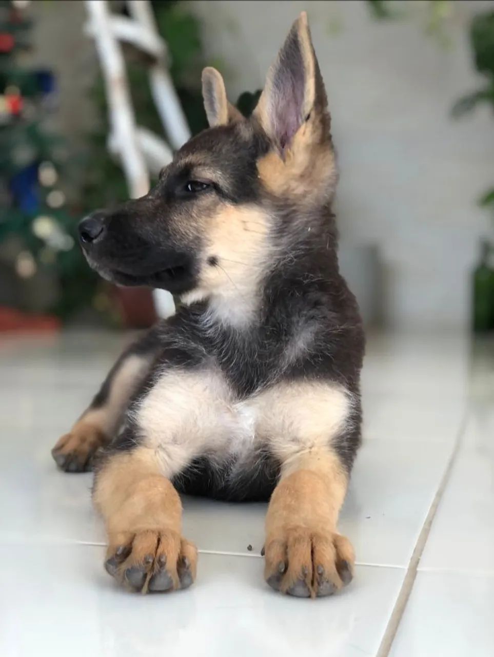 Pastor Alemão capa preta - Foto 2